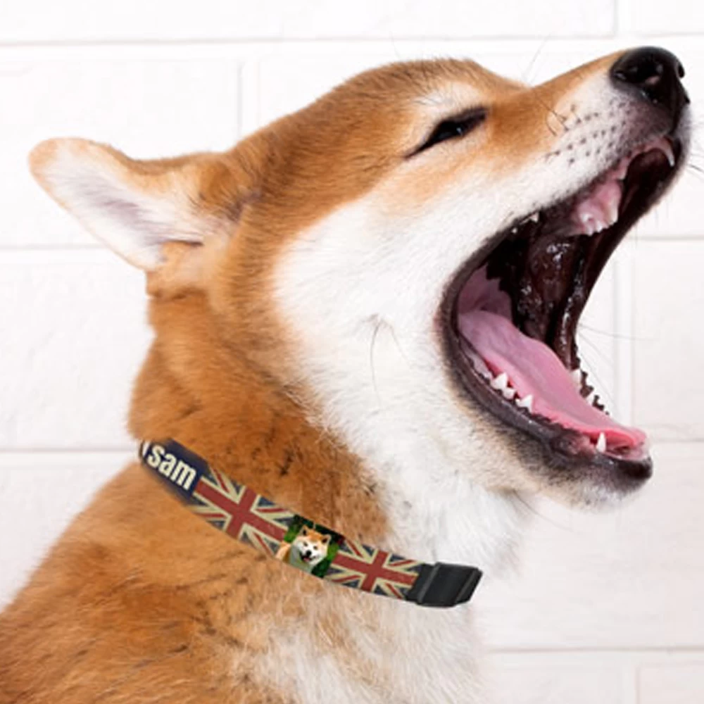 Collar mascota
